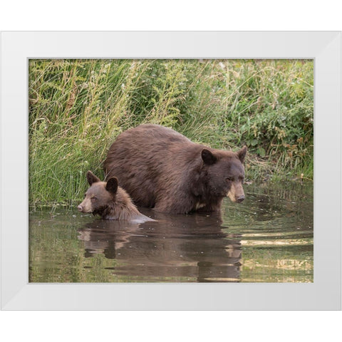 Black Bear Sow and Cub II White Modern Wood Framed Art Print by McFerrin, Larry