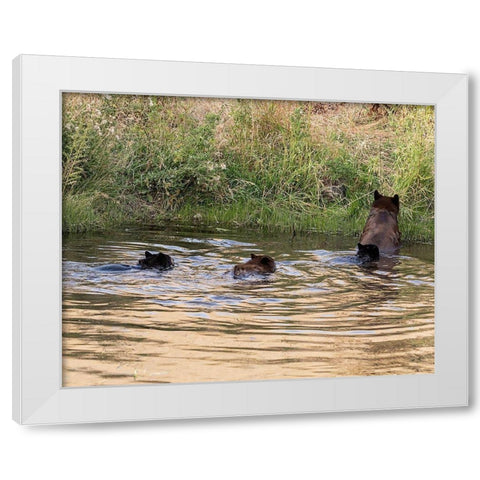Black Bear Sow and Cubs  White Modern Wood Framed Art Print by McFerrin, Larry