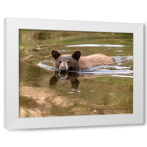 Black Bear Cub White Modern Wood Framed Art Print by McFerrin, Larry