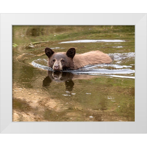Black Bear Cub White Modern Wood Framed Art Print by McFerrin, Larry