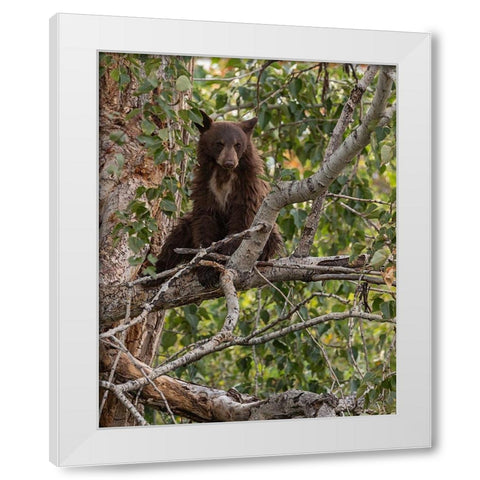 Black Bear Cub White Modern Wood Framed Art Print by McFerrin, Larry