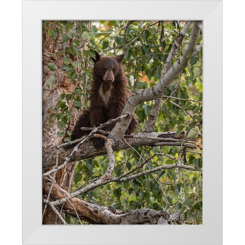 Black Bear Cub White Modern Wood Framed Art Print by McFerrin, Larry