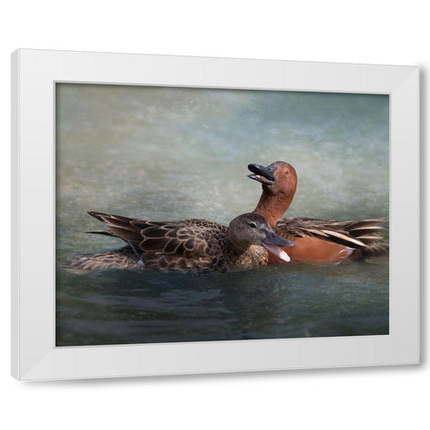 Cinnamon Teal Pair White Modern Wood Framed Art Print by McFerrin, Larry