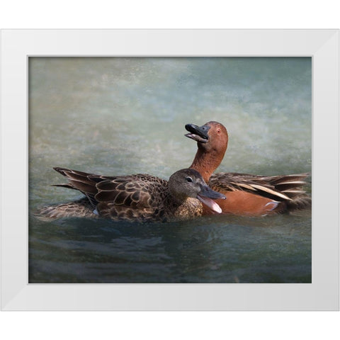 Cinnamon Teal Pair White Modern Wood Framed Art Print by McFerrin, Larry