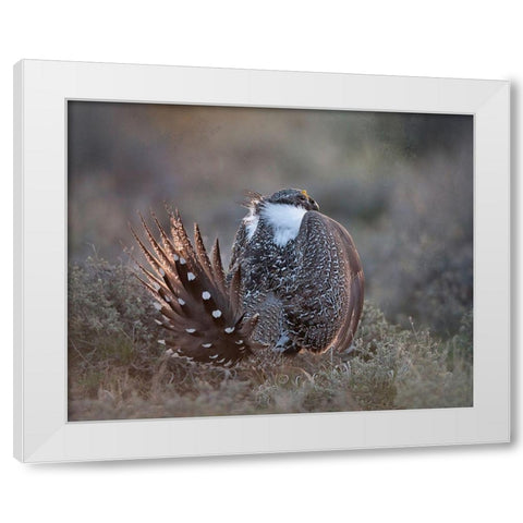 Greater Sage Grouse White Modern Wood Framed Art Print by McFerrin, Larry