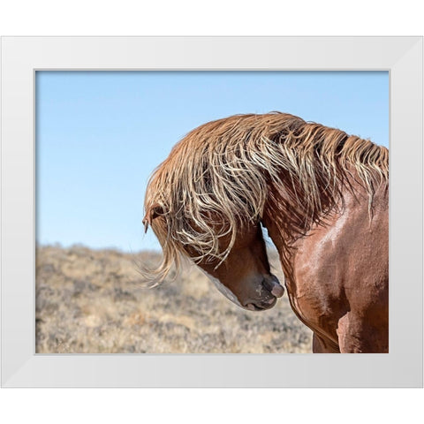 Marshall - Wild Stallion White Modern Wood Framed Art Print by McFerrin, Larry