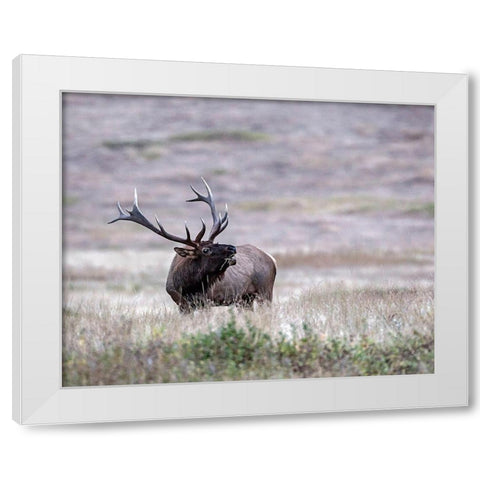 Bull Elk in Montana White Modern Wood Framed Art Print by McFerrin, Larry