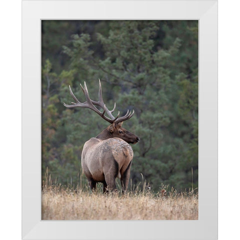 Bull Elk in Montana II White Modern Wood Framed Art Print by McFerrin, Larry