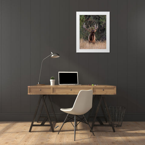 Bull Elk in Montana III White Modern Wood Framed Art Print by McFerrin, Larry