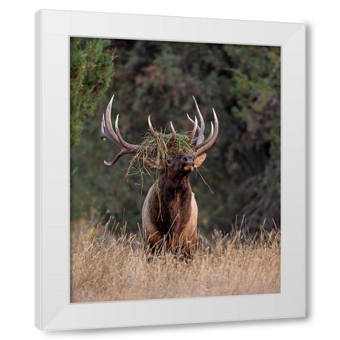 Bull Elk in Montana III White Modern Wood Framed Art Print by McFerrin, Larry