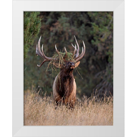 Bull Elk in Montana III White Modern Wood Framed Art Print by McFerrin, Larry