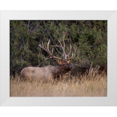 Bull Elk in Montana IV White Modern Wood Framed Art Print by McFerrin, Larry