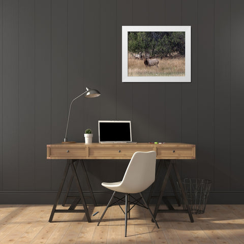 Bull Elk in Montana V White Modern Wood Framed Art Print by McFerrin, Larry