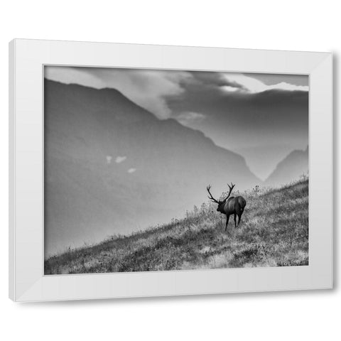 Big Country Bull White Modern Wood Framed Art Print by McFerrin, Larry