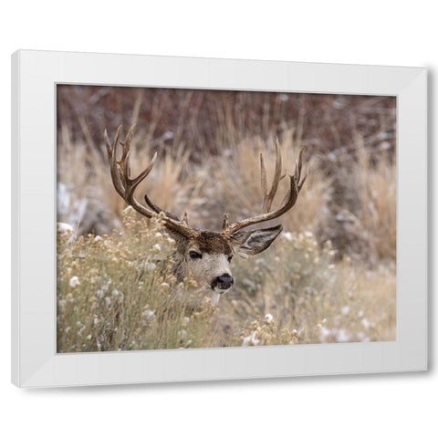 Mule Deer Buck White Modern Wood Framed Art Print by McFerrin, Larry
