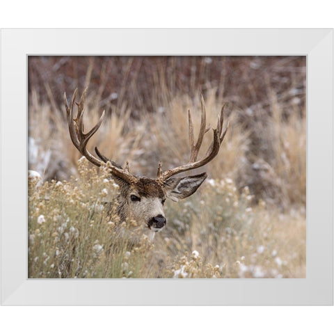 Mule Deer Buck White Modern Wood Framed Art Print by McFerrin, Larry