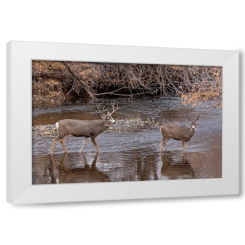 Mule Deer Buck and Doe White Modern Wood Framed Art Print by McFerrin, Larry