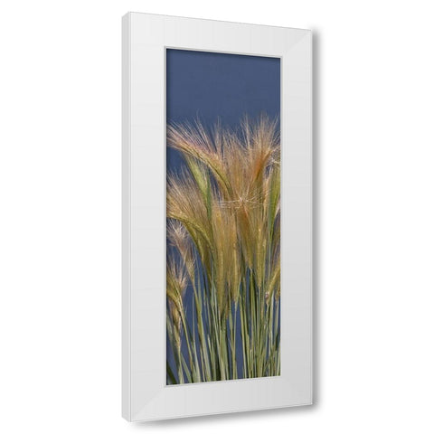 Cheat - Grass White Modern Wood Framed Art Print by McFerrin, Larry