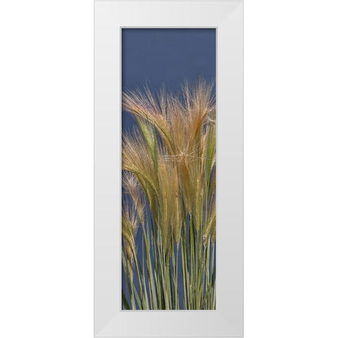 Cheat - Grass White Modern Wood Framed Art Print by McFerrin, Larry