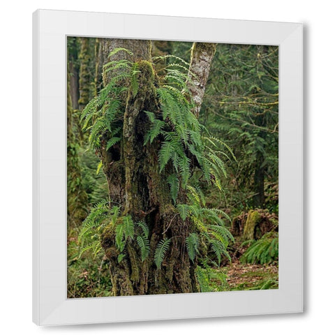 Ferns - Key Peninsula White Modern Wood Framed Art Print by McFerrin, Larry