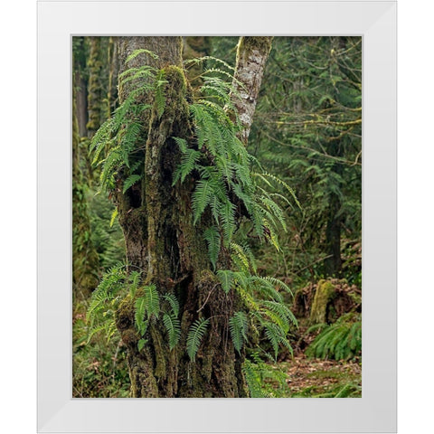 Ferns - Key Peninsula White Modern Wood Framed Art Print by McFerrin, Larry