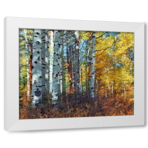 Autumn Aspens White Modern Wood Framed Art Print by McFerrin, Larry