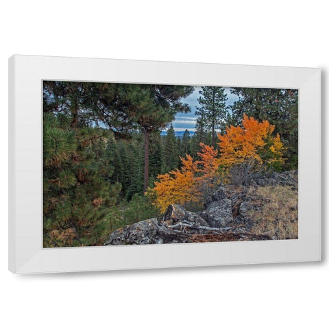 Aspen Blaze White Modern Wood Framed Art Print by McFerrin, Larry