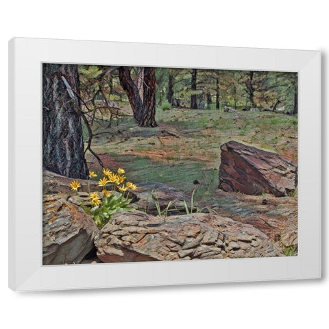 Mules Ears in Forest White Modern Wood Framed Art Print by McFerrin, Larry