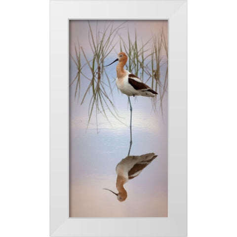 American Avocet White Modern Wood Framed Art Print by McFerrin, Larry