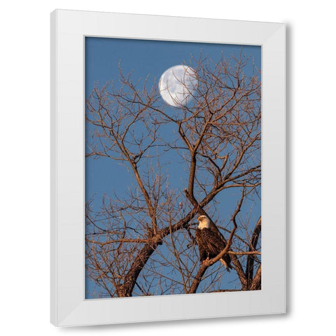 Eagle Moon White Modern Wood Framed Art Print by McFerrin, Larry