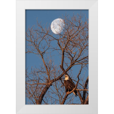 Eagle Moon White Modern Wood Framed Art Print by McFerrin, Larry