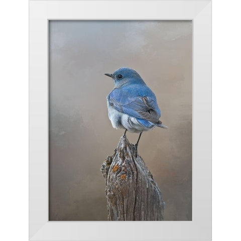 Mountain Bluebird White Modern Wood Framed Art Print by McFerrin, Larry