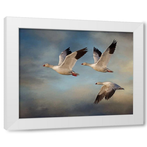 Snow Geese White Modern Wood Framed Art Print by McFerrin, Larry