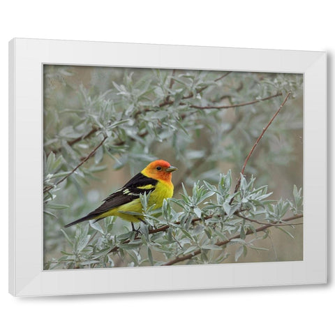 Western Taneger White Modern Wood Framed Art Print by McFerrin, Larry