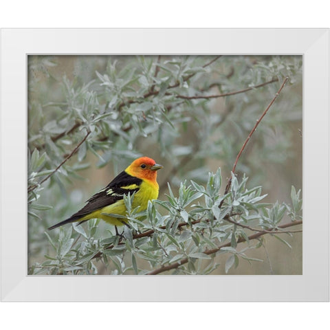 Western Taneger White Modern Wood Framed Art Print by McFerrin, Larry