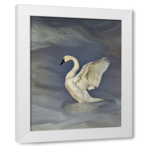 Tundra Swan White Modern Wood Framed Art Print by McFerrin, Larry
