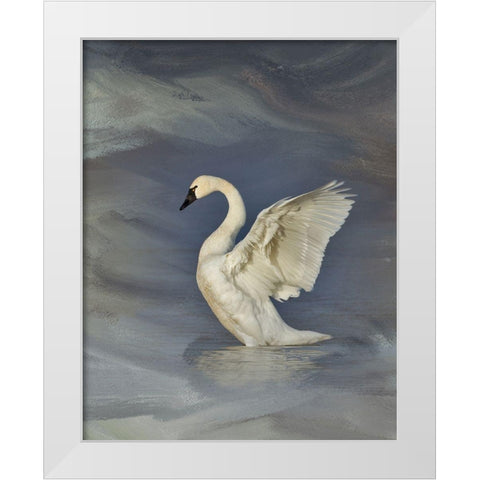 Tundra Swan White Modern Wood Framed Art Print by McFerrin, Larry