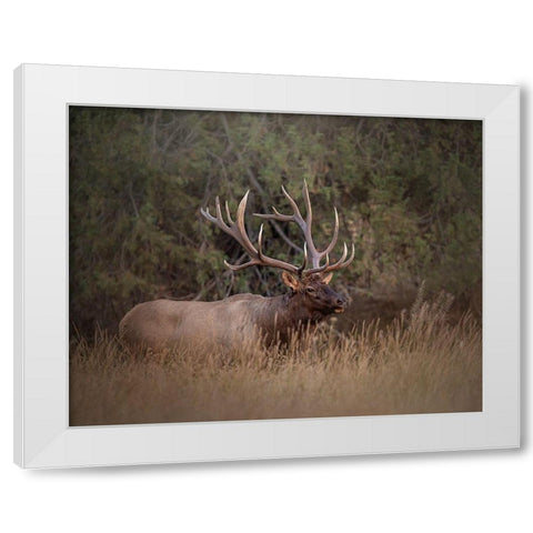 Bull Elk White Modern Wood Framed Art Print by McFerrin, Larry