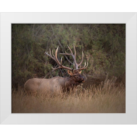 Bull Elk White Modern Wood Framed Art Print by McFerrin, Larry
