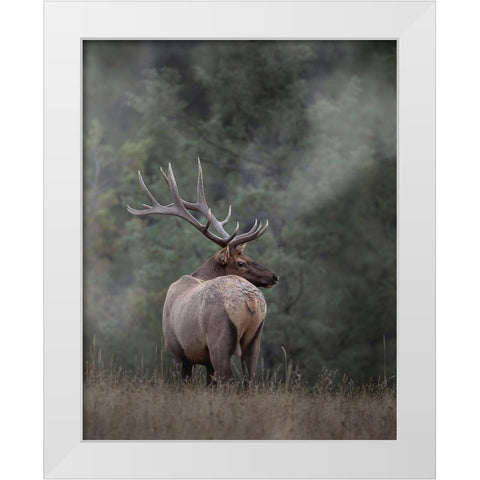 Bull Elk II White Modern Wood Framed Art Print by McFerrin, Larry