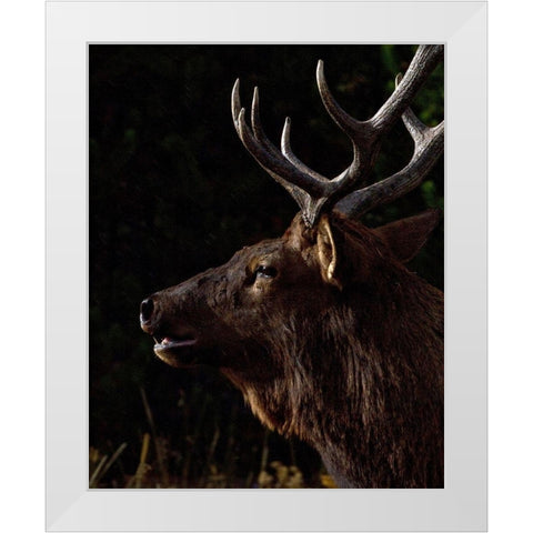Sunset Bull White Modern Wood Framed Art Print by McFerrin, Larry