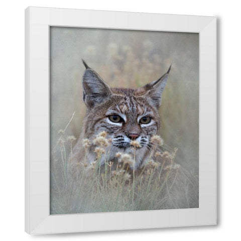 Bobcat White Modern Wood Framed Art Print by McFerrin, Larry