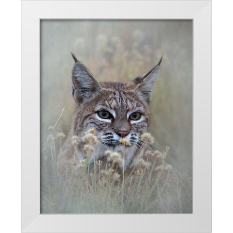 Bobcat White Modern Wood Framed Art Print by McFerrin, Larry