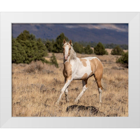 Curious Colt White Modern Wood Framed Art Print by McFerrin, Larry