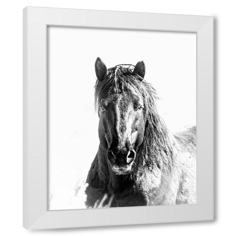 Black Stallion White Modern Wood Framed Art Print by McFerrin, Larry