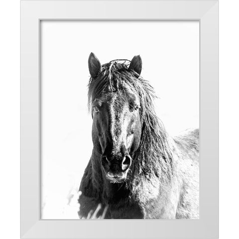 Black Stallion White Modern Wood Framed Art Print by McFerrin, Larry