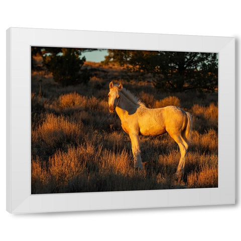 Pueblos Colt White Modern Wood Framed Art Print by McFerrin, Larry