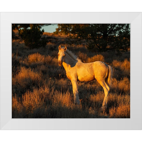 Pueblos Colt White Modern Wood Framed Art Print by McFerrin, Larry