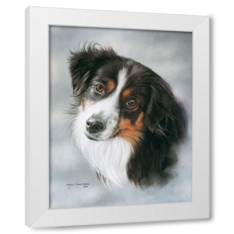 Australian Shepherd White Modern Wood Framed Art Print by Harrison, Lesley