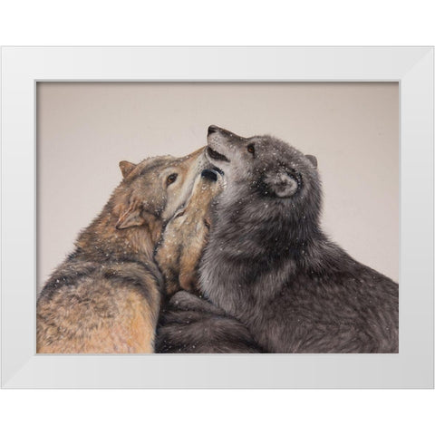 Three Wolves White Modern Wood Framed Art Print by Harrison, Lesley